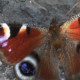 Marianne Krug - Hormoncoach - Seminare - Frankfurt - Hormone - Schmetterling auf Steinboden